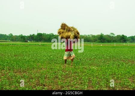 Bangladesch mit einem Mann, der einen Ballen geernteten Reis auf dem Kopf trägt, der durch das Feld läuft Stockfoto