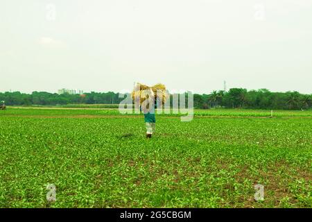 Bangladesch mit einem Mann, der einen Ballen geernteten Reis auf dem Kopf trägt, der durch das Feld läuft Stockfoto