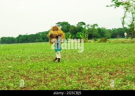 Bangladesch mit einem Mann, der einen Ballen geernteten Reis auf dem Kopf trägt, der durch das Feld läuft Stockfoto