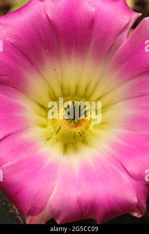 Kaktusblüte. Regenbogenigel. Echinocereus sp. Stockfoto