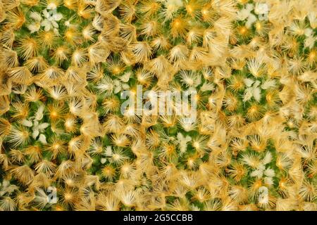 Textur eines Kaktus. Mammillaria carmenae. Stockfoto