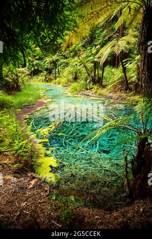Blick auf den smaragdgrünen Thermalteich in Redwoods Whakarewarewa Forest, einem Wald aus naturalisiertem Küstenrotholz am Stadtrand von Rotorua, Neuseeland Stockfoto