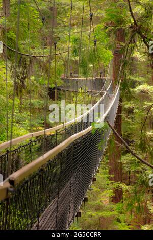 Blick auf Redwood Tree Top Walks, in Redwoods Whakarewarewa Forest. Aufgenommen in Rotorua, Neuseeland am 28. November 2019. Stockfoto