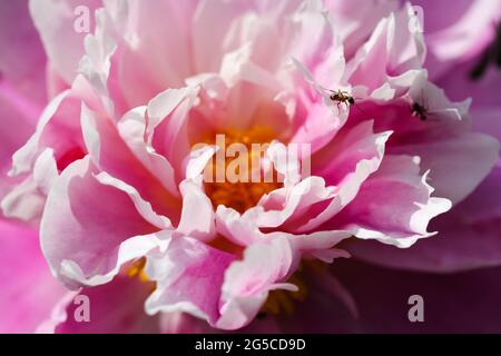 Riesige rosa gewöhnliche Pfingstrose Knospe (lat. Paeonia) und Ameisen, die auf Blütenblättern krabbeln. Üppige Blumen blühen in einem Frühlingsgarten, Park an sonnigen Tagen. Flor Stockfoto