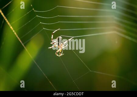 Spider ist dabei, ein Netz für ihren Lebensunterhalt zu machen. Stockfoto