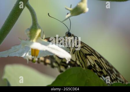 Papilio demoleus Butterfly. Auch bekannt als Limettenschmetterling, Zitronenschmetterling, Kalk-Schwalbenschwanz und karierter Schwalbenschwanz in der brinjalen Pflanze. Stockfoto