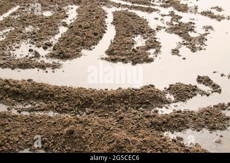 Der Boden ist eine weiche, körnige Abdeckung der Erdoberfläche Stockfoto