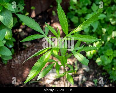 Junge Hanfpflanze, die im botanischen Garten wächst Stockfoto