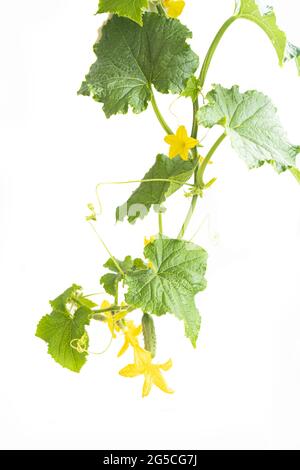 Gurkenpflanze. Gurke mit Blättern und Blumen isoliert auf weißem Hintergrund. Stockfoto