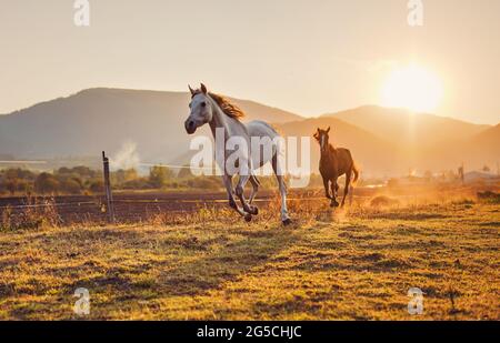 Weißes arabisches Pferd läuft auf Grasfeld ein weiteres braunes dahinter, nachmittags scheint die Sonne im Hintergrund Stockfoto