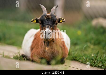 American Pygmy (Kamerun Ziege) ruht auf dem Boden hölzernen Fußweg, grünes Gras in der Nähe, Nahaufnahme Detail Stockfoto