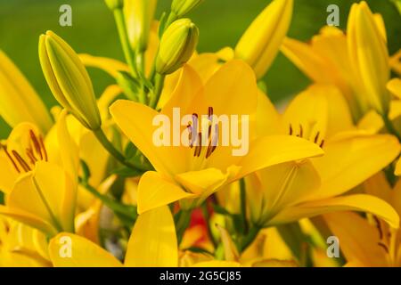 Eine große Gruppe von gelben Lilien im Garten hinter dem Haus Stockfoto