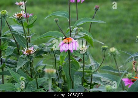 Eine Biene auf einem rosa Blütenkieferchen im Licht des Morgens Stockfoto