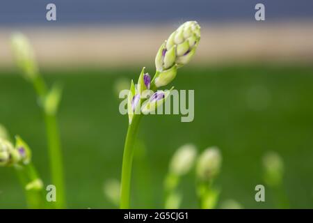 Und hier kommen die lila Hosta blüht, jeden Tag grösser Stockfoto