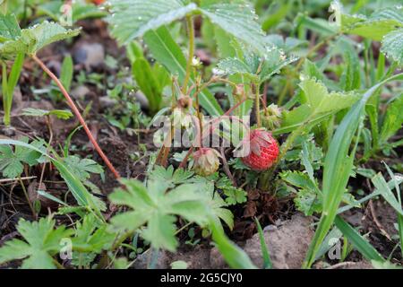 Ein Busch reifer unreifer Erdbeeren mit Tau-Tropfen auf den Blättern. Selektiver Fokus. Stockfoto