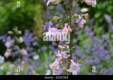 Penstemon digitalis 'Husker Red', Penstemon 'Husker Red', in einem englischen Garten, besucht von einer Biene. Stockfoto