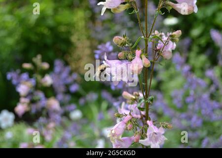 Penstemon digitalis 'Husker Red', Penstemon 'Husker Red', in einem englischen Garten, besucht von einer Biene. Stockfoto