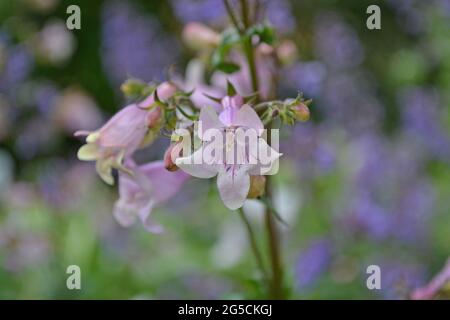 Penstemon digitalis 'Husker Red', Penstemon 'Husker Red', im Juni in einem englischen Garten. Stockfoto