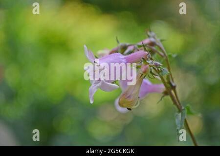 Penstemon digitalis 'Husker Red', Penstemon 'Husker Red', im Juni in einem englischen Garten. Stockfoto