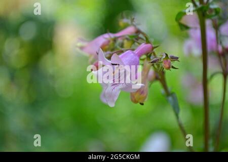 Penstemon digitalis 'Husker Red', Penstemon 'Husker Red', im Juni in einem englischen Garten. Stockfoto