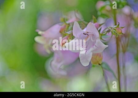 Penstemon digitalis 'Husker Red', Penstemon 'Husker Red', im Juni in einem englischen Garten. Stockfoto