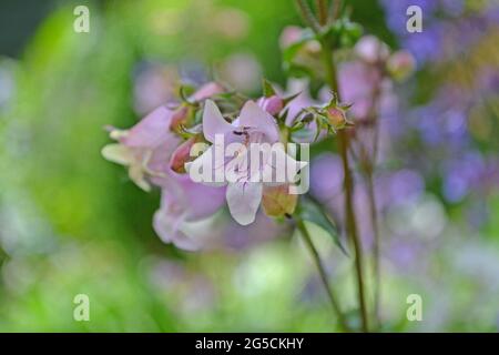 Penstemon digitalis 'Husker Red', Penstemon 'Husker Red', im Juni in einem englischen Garten. Stockfoto