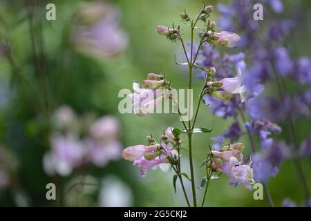 Penstemon digitalis 'Husker Red', Penstemon 'Husker Red', in einem englischen Garten, besucht von einer Biene. Stockfoto