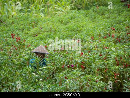 Alte Frau mit konischem Hut zwischen den Pflanzen von Impatiens balsamina. Bali, Indonesien Stockfoto