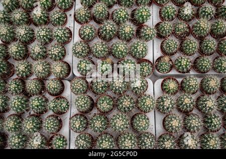 Viele kleine runde Kakteen mit scharfen gelben Nadeln in Blumentöpfen. Blumenverkauf. Stockfoto