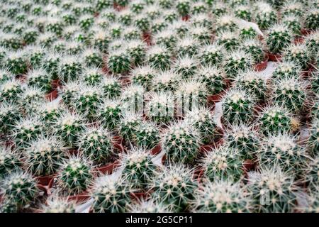 Nahaufnahme von vielen kleinen runden Kakteen mit scharfen gelben Nadeln in Blumentöpfen. Blumenverkauf. Kaktushintergrund. Stockfoto