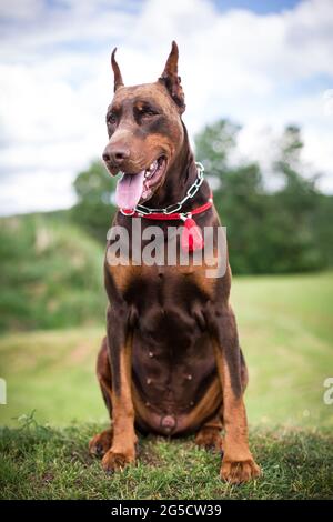 Zugeschnittenes Dobermann Pinscher Stockfoto