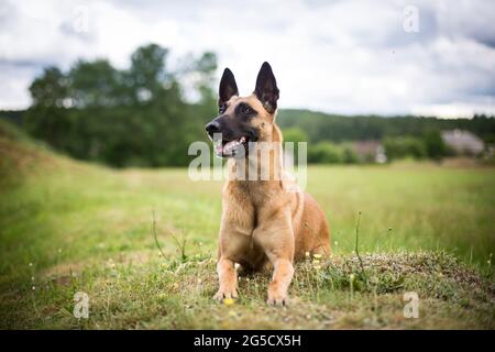 Belgischer Schäferhund (malinois) Stockfoto