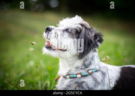Mischlingshund Stockfoto