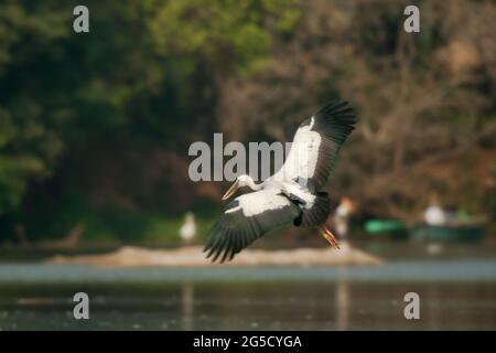 Der Pelikan im Flug in seinem natürlichen Lebensraum am Lingambudhi Lake in Mysore, Karnataka, Indien Stockfoto