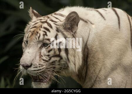 Von Angesicht zu Angesicht mit dem weißen Bengal Tiger, der einen intensiven Blick auf ihn macht. Nahaufnahme White Bengal Tiger isoliert auf einem Hintergrund. Kopfporträt. Stockfoto