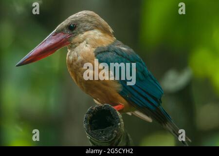 Storchschnabel-Eisvögel (Pelargopsis capensis) mit großem scharlachroten Schnabel, der vorwiegend in südasien und dem indischen Subkontinent gefunden wurde. Stockfoto