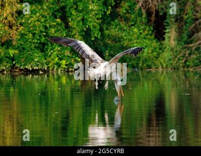 Der Pelikan im Flug in seinem natürlichen Lebensraum am Lingambudhi Lake in Mysore, Karnataka, Indien Stockfoto