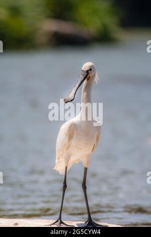 Der eurasische Löffler (Platalea leucorodia) oder gewöhnlicher Löffler ist sein natürlicher Lebensraum am Ufer des Flusses Cauvery, Karnataka, Indien. Ranganathittu Stockfoto