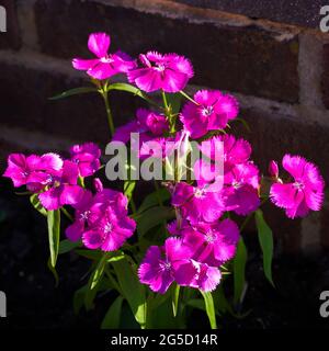 Der süße William (Dianthus barbatus) blüht in der frühen Morgensonne an einer Ziegelwand Stockfoto