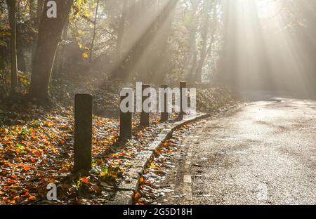 Die Straße im herbstlichen Wald, Strahlen der Sonne brechen durch den Nebel Stockfoto