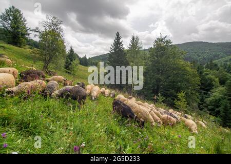 Die Schafherde grast im grünen Hügelland. Ländliche Landwirtschaft. Stockfoto