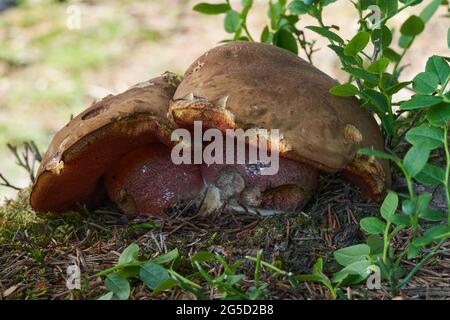 Essbarer Pilz Neoboletus luridiformis im Fichtenwald. Bekannt als Scarletina bolete. Zwei Wildpilze wachsen in den Nadeln. Stockfoto