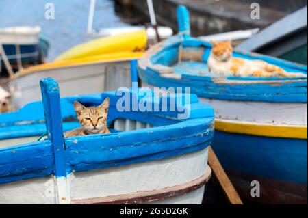 Zwei Katzen im bunten Boot bei Sonnenuntergang in Sizilien, Italien. Zwei Kätzchen verstecken sich im Boot Stockfoto