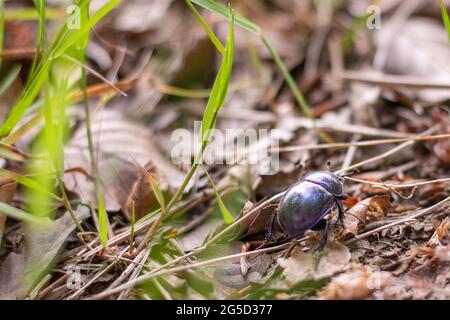 Ein einziger Dor-Käfer (Trypocopris vernalis), der auf dem Boden, umgeben von Gras und Zweigen, läuft (Veluwe, Niederlande) Stockfoto