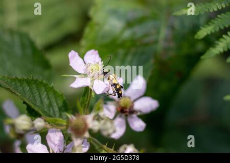 Ein Wespenkäfer, der auf einer Blume sitzt (Veluwe, Niederlande) Stockfoto