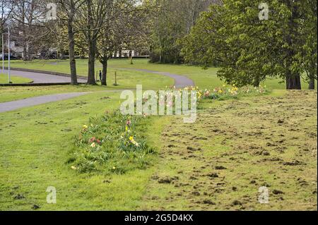 Beautiful spring view of colorful tulip alley with footpath and cutted lawn grass in Ballawley Park, Sandyford, Dublin, Ireland. High resolution Stockfoto