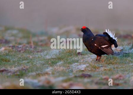 Ein männlicher Schwarzer Grouse (schwarzer Hahn, Lyurus tetrix) an einem frühen Morgen im Frühjahr in Nordengland Stockfoto