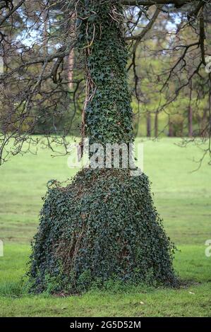 Wunderschöne Nahaufnahme der Efeu-Pflanze (Hedera Helix), die sich am Baumstamm im Ballawley Park, Sandyford, Dublin, Irland, festhält und klettert Stockfoto