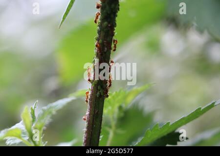 Rote Ameisen melken grüne Blattläuse auf einem Brennnesselstamm Stockfoto