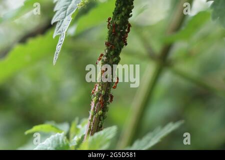 Rote Ameisen melken grüne Blattläuse auf einem Brennnesselstamm Stockfoto